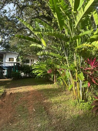 un gruppo di piante in un cortile con una casa di Green Forest Uvita River a Uvita