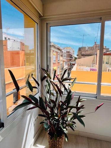 a potted plant sitting on a window sill at Apartament Sant Feliu de Guixols in Sant Feliu de Guixols