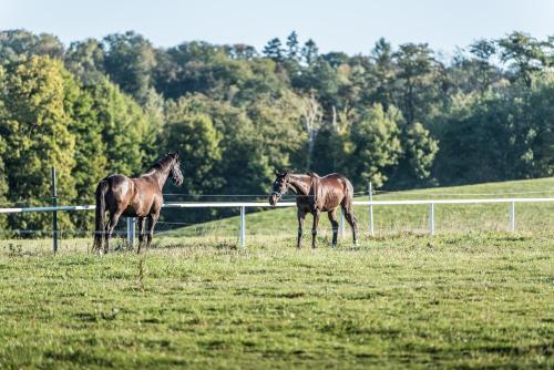 two horses standing in a field next to a fence at Penzion Albertovec in Opava