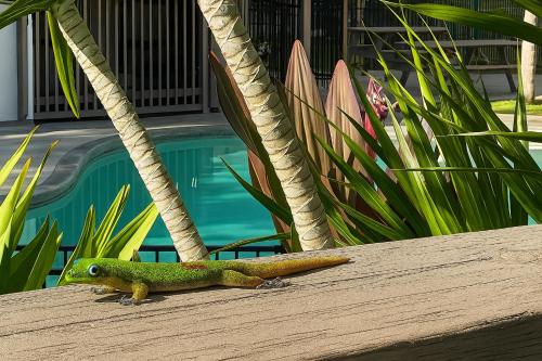 a lizard sitting on top of a wooden table at Your Slice of Paradise in Kona - Walk to Beach and Stores in Kailua-Kona