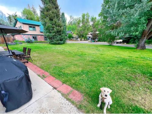 a white dog sitting in the grass in a yard at Leif's Adventure Haus - Downtown - Pet Friendly in Steamboat Springs
