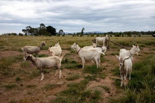 Άλλα ζώα σε αυτή η παραθεριστική κατοικία ή στη γύρω περιοχή