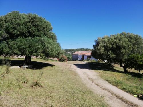 a field with two trees and a dirt road at Ferienhaus Stazzo Mit Garten In Luogosanto in Luogosanto