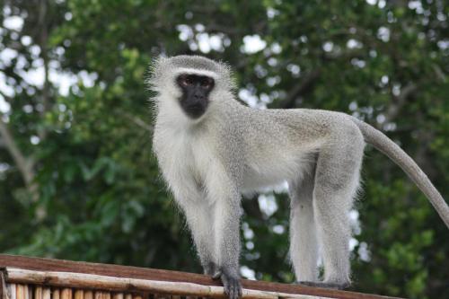 a monkey standing on top of a fence at Coral Divers in Sodwana Bay