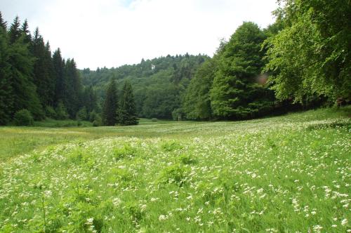a field of white flowers in a field with trees at Gasthof 'Zum Reifberg' in Ilmenau
