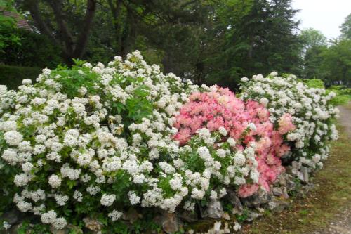 a bunch of pink and white flowers in a garden at Chambres d'hôtes Manoir du Buquet in Honfleur