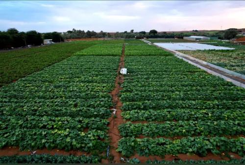 un grand champ de cultures avec un champ de plantes dans l'établissement Lush 25 Acre Farm Stay I, Play & Serenity, à Al Ḩamrānīyah