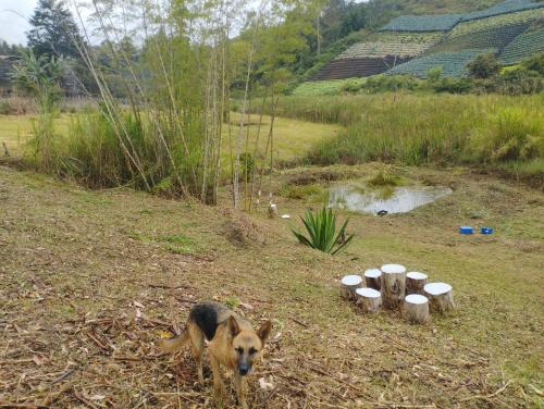 リオネグロにあるFINCA COCUYAL Hospedaje típico paisaの柱の列の横の畑に立っている犬