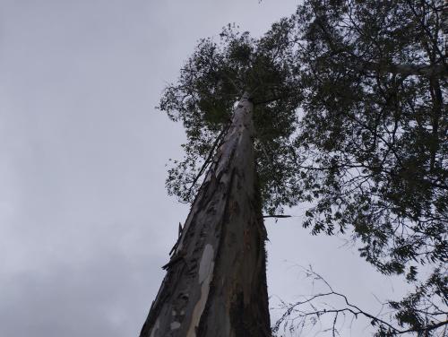 リオネグロにあるFINCA COCUYAL Hospedaje típico paisaの空を見上げる高木