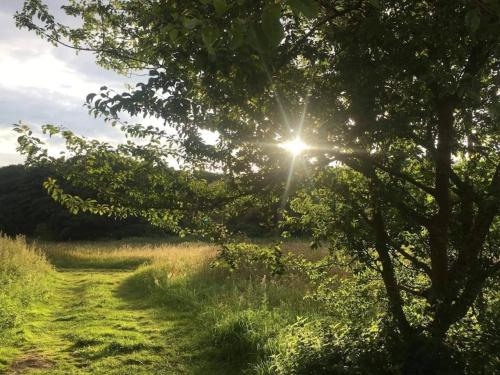 a field with the sun shining through a tree at 6 person holiday home in Ebeltoft in Ebeltoft