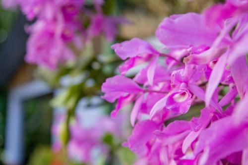 a bunch of pink flowers are shown at Rancho de Lelo Ecolodge in Monteverde Costa Rica