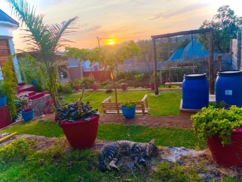 Imagen de la galería de Lucky Monkey Lodge, en Arusha