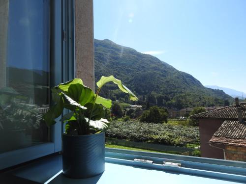 a plant sitting on a window sill with a view of a mountain at B&B Stella d'Oro in Vezzano