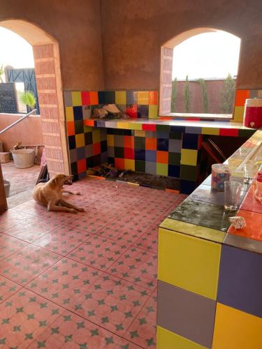 a dog sitting in the middle of a kitchen with colorful tiles at AISHAMA Healing House in Aït Ourir