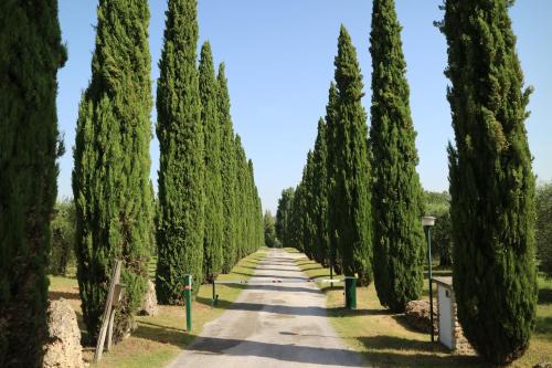 a road lined with cypress trees in italy at Agriturismo La Sovana in Sarteano