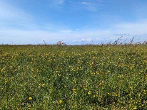 ein Grasfeld mit einem Elefanten in der Ferne in der Unterkunft 6 person holiday home in Gedser-By Traum in Gedser