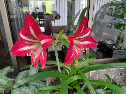 two red flowers on a plant in a room at CHARLIE'S HOUSE in Bogotá