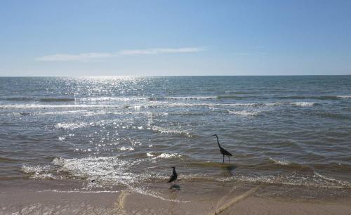 two birds standing in the water at the beach at InTown Beach front condo - Casey`s condo 1 in San Felipe