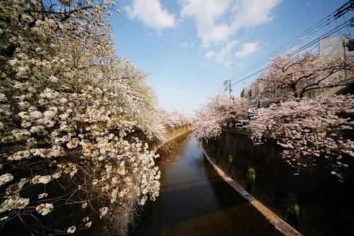 a river with flowering trees on the side of it at メゾンドリバージュ201 in Tokyo