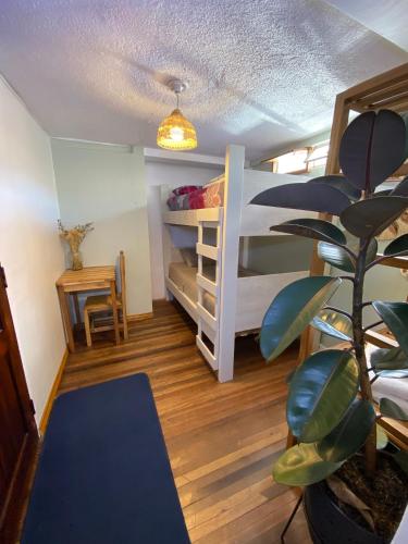 a room with a bunk bed and a potted plant at Posada Los Olivos in Baños