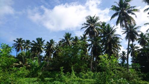 a group of palm trees against a blue sky at La Belle Tortue in Silhouette Island