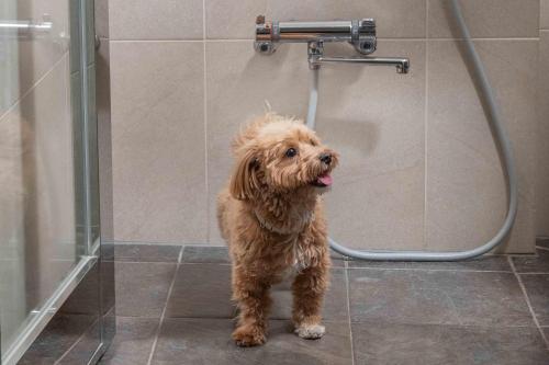 Domácí mazlíčci ubytovaní s hosty v ubytování Hyatt Regency Hakone Resort and Spa