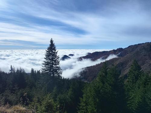 a tree on top of a mountain with clouds at Carpatina Runcu căsuțe tip A in Runcu