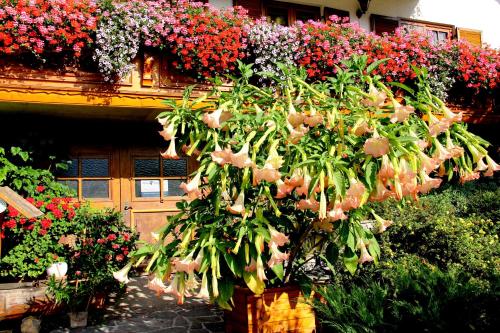 a plant in front of a building with flowers at Haus König Fewo in Türnitz