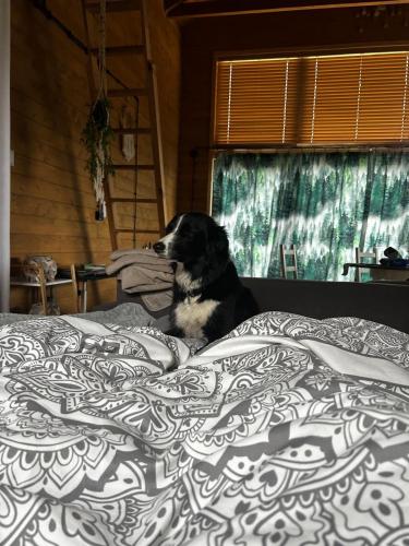 a black and white dog sitting on a bed at Dream Catcher House - dom do wynajęcia w górach in Limanowa