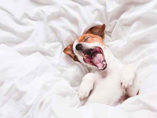 a dog laying on a bed with its mouth open at Mercure Aix-les-Bains Domaine de Marlioz Hôtel & Spa in Aix-les-Bains