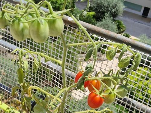 Κήπος έξω από το Welcome to Malta