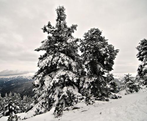 Petrino Rodo en invierno