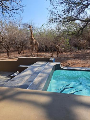 Bazén v ubytování African Bush Escape nebo v jeho okolí