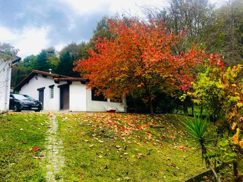 a tree with red leaves in front of a house at Casa mémé in Marco de Canaveses