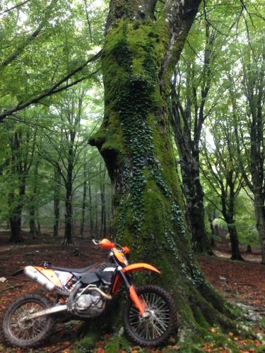 a dirt bike parked next to a tree at Locanda Marzi in Faicchio