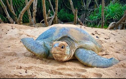 Άλλα ζώα σε αυτό το καταφύγιο ή στη γύρω περιοχή