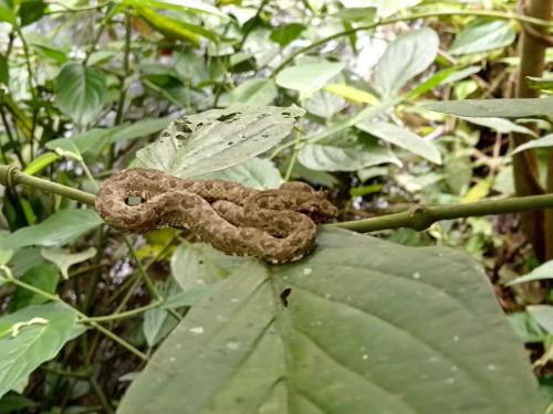 Φωτογραφία από το άλμπουμ του Casita Guarumo σε Bijagua