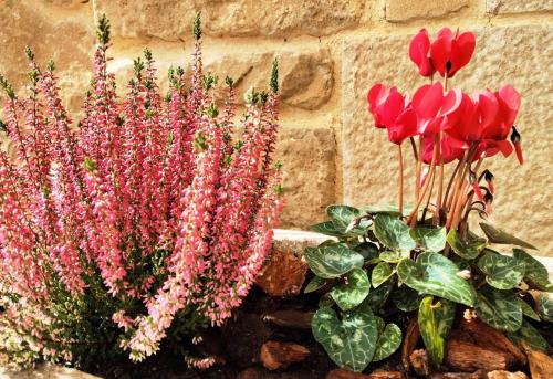 un groupe de fleurs roses près d'un mur de pierre dans l'établissement Casa Rural Lorehonea, à Artariáin