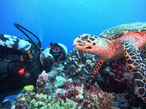 a diver taking a picture of a turtle on a reef at Monita Villa Rangiroa in Tiputa