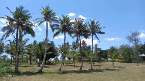 eine Gruppe von Palmen auf einem Feld in der Unterkunft Giriama Village Lounge in Mombasa
