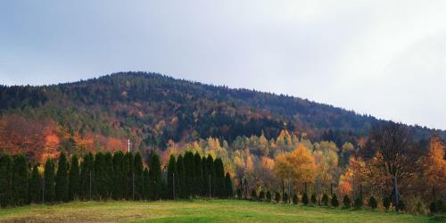 a hillside with a bunch of trees in a field at JAWORNICA HOUSE domek z pięknym widokiem in Targanice