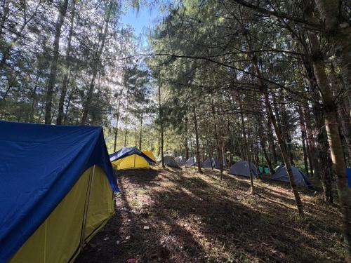 Příroda nedaleko luxury tent