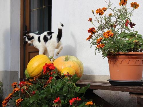 eine Katze steht auf einem Tisch mit Kürbissen und Blumen in der Unterkunft schönes Ferienhaus in ruhiger Lage, Spreewald, Brandenburger Seen in der Nähe in Schenkendöbern