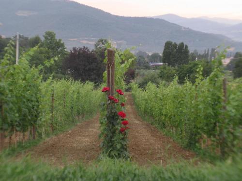 een veld met rode rozen op een paal bij Agritourismus Vigne Di Pace in Umbertide