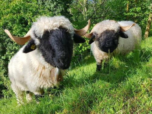 two sheep with horns standing in the grass at Apartment Sandgrube 2- OG Süd by Interhome in Mörel