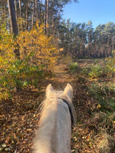 Photo de la galerie de l'établissement Gospodarstwo Agroturystyczne Cicho-Sza, 