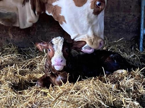Άλλα ζώα σε αυτό το διαμέρισμα ή στη γύρω περιοχή