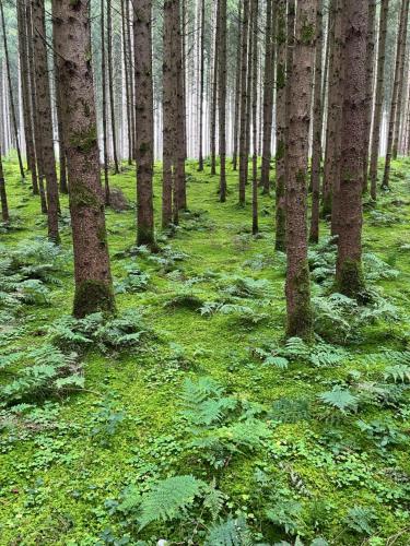 un bosque con árboles altos y césped verde en Ferienwohnung Zur Tanne, en Bad Dürrheim