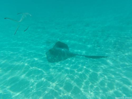 Villa JAYA Nyanyi في Munggu: سلحفاة بحرية تسبح في الماء