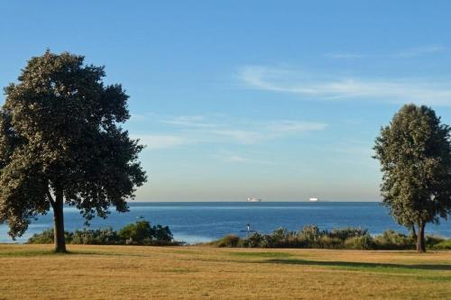 deux arbres dans un champ à côté de l'océan dans l'établissement Modern room in Williamstown, à Williamstown